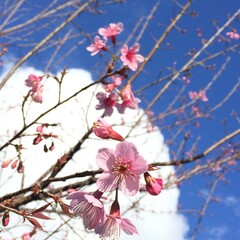 Pink Cherry Blossoms Against Vibrant Blue Spring Sky