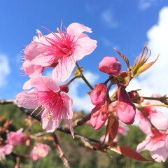 Pink Cherry Blossoms Against Vibrant Blue Spring Sky
