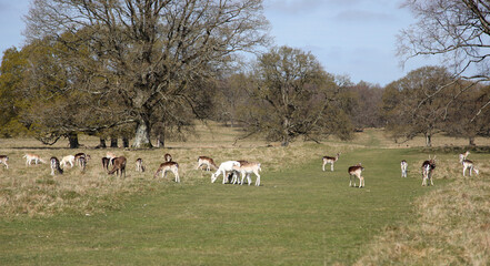 A herd of fallow deer grazing on the grass in the deer park in spring.