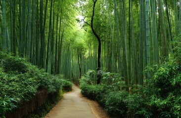 Obraz premium Bamboo forest path tranquil nature scene