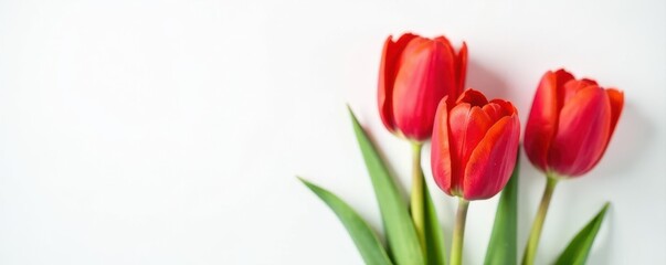 Obraz premium Close-up, three vibrant red tulips against pure white backdrop Ample copy space , isolated, minimalism, photography