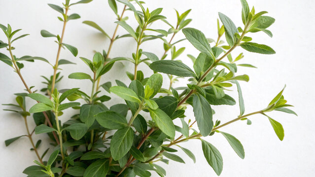 Herbal plant Erythroxylum coca or Coca on white or transparent background