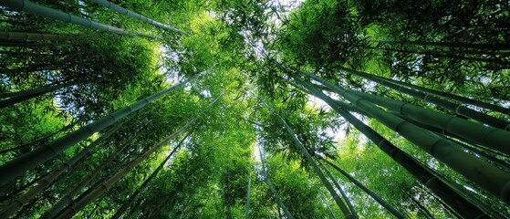 Looking up through a forest of verdant bamboo, sunlight filters softly through the lush green canopy, creating an enchanting natural spectacle.