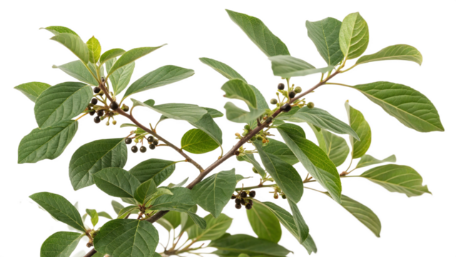 Herbal plant Frangula alnus or Alder buckthorn on white or transparent background