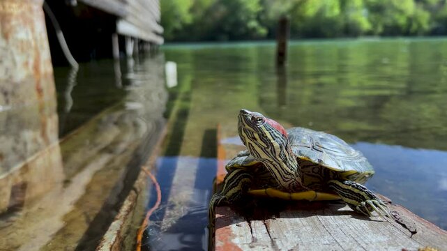 Horizontal 4K video. Red eared slider pond turtle blinks, turns head looks at camera on shore of Turtle Lake in Tbilisi. Waves on water. Sunny summer day. Concept of wild life, rest, relax, calm