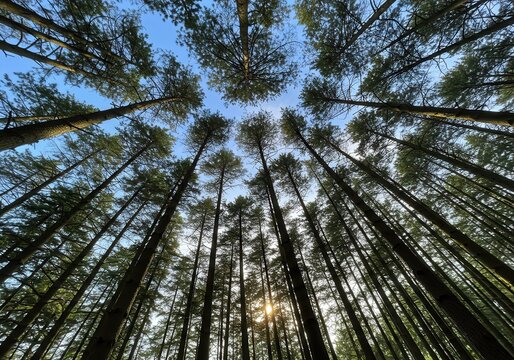 Looking up at tall pine trees reaching for a blue sky with a glimpse of sunlight in a forest