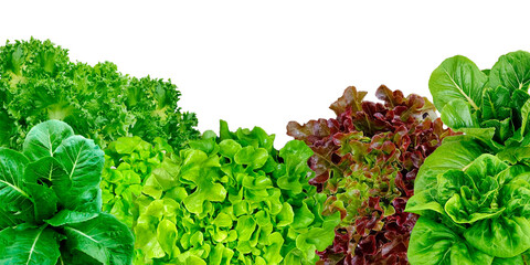 Frame set of lettuce leaves isolated on a white background.