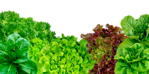 Frame set of lettuce leaves isolated on a white background.