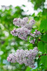 Obraz premium Spring background with blooming Lilac Flowers