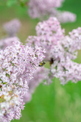 Spring background with blooming Lilac Flowers