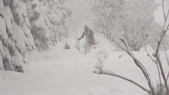 Ski freeride en foret poudreuse