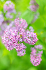 Spring background with blooming Lilac Flowers