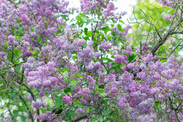 Spring background with blooming Lilac Flowers