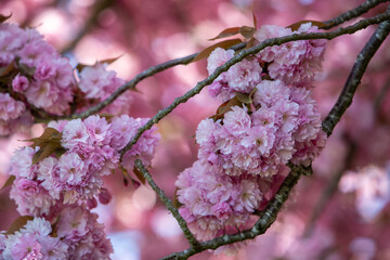 Branche d'arbre en gros plan avec de gros bouquets de fleurs de sakura de couleurs roses pâles. Scène ensoleillée au printemps.