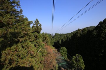  Ropeway View Through Forest Canopy