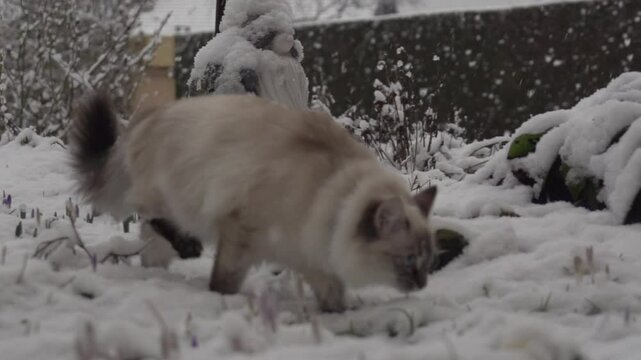 Chat sous la neige