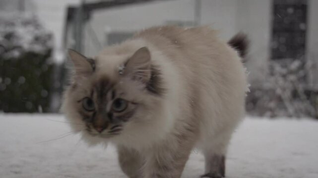 Chat sous la neige