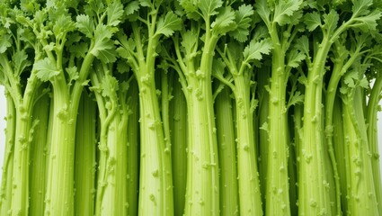 Obraz premium Fresh Green Celery Stalks Displayed Together on a White Background for Culinary Use