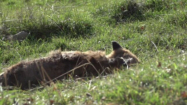 Renard Images – Browse 6,348 Stock Photos, Vectors, and Video