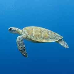 Green sea turtle ( Chelonia Mydas) swimming in the blue sea water