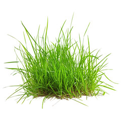 Lush green grass blades in abstract colorful frame nature scene