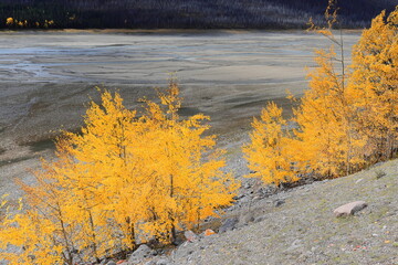 Young quaking aspens in autumn foliage on the Medicine Lake north embankment, the Maligne River...