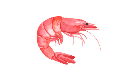 A watercolor painting of a shrimp.