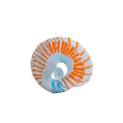 Abstract Spiral Seashell Orange and Teal Coastal Design Element