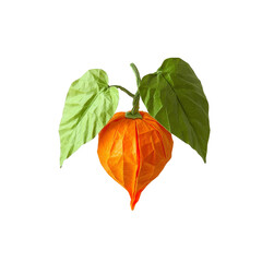 Vibrant Orange Physalis with Lush Green Leaves on Transparent Background