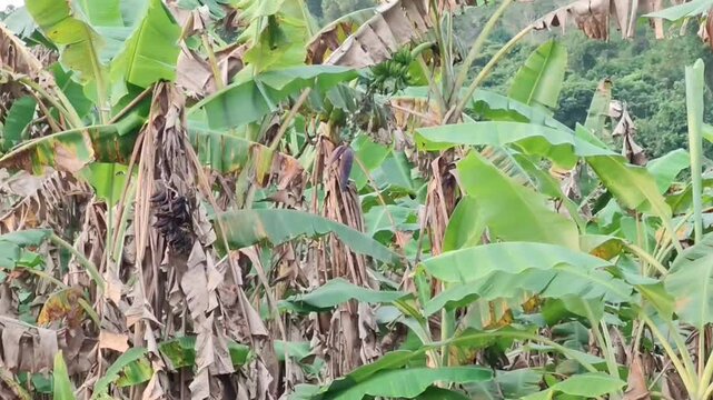A black-naped Oriole (Oriolus chinensis) flying and then perching on a banana tree branch. 