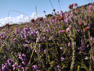 Purple heather