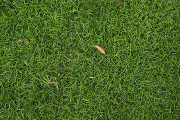 Grass background at football field