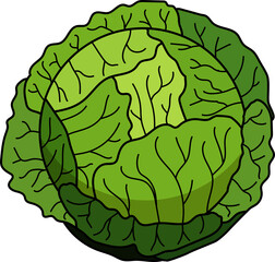 Colorful cabbage vector illustration. Cabbage transparent PNG. Cabbage clip art. Cabbage symbol. Cabbage vector. Vegetable stock images.