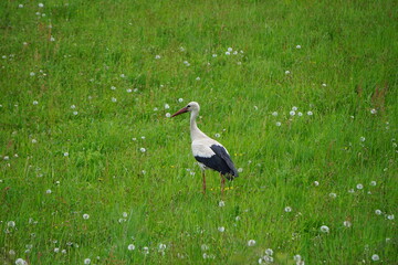 Młody bocian biały