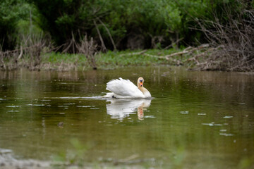 Elegant swan gliding across calm water in a lush wetland area during a sunny afternoon