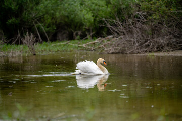 Swan gliding gracefully across calm water in a lush, green environment on a serene day