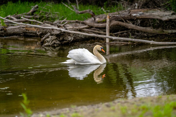 Elegant swan gliding across tranquil water surrounded by lush greenery and fallen branches