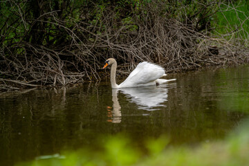 Graceful swan gliding through calm waters surrounded by lush greenery in a serene natural habitat