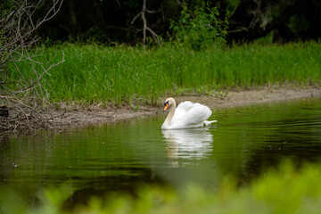 Graceful swan gliding on tranquil water surrounded by lush greenery in a serene natural habitat
