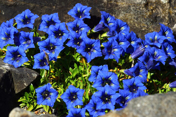 Cluster of Bright Blue Gentian Flowers (Gentiana acaulis) Blooming Among Alpine Rocks