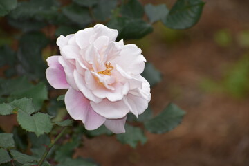 ローズガーデンを彩るバラ