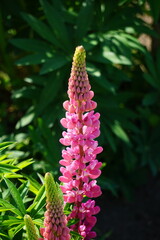 R&oacute;żowy Łubin w ogrodzie