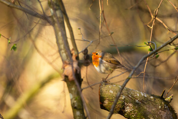 A robin bird stands on a tree stump in the thicket
