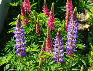 Piękny, kwitnący w ogrodzie Łubin trwały. Uprawa kwiatów w ogrodzie. Zakwitnięte kwiaty i intensywne kolory: filetowy i różowy. © Adam