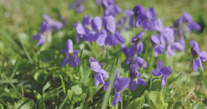 Fleur de printemps violette