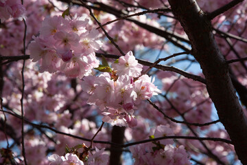 A lot of neat pink cherry blossoms on one branch against the background of a cherry tree, branches and other inflorescences and the sky, Flora pattern texture, Nature floral background.