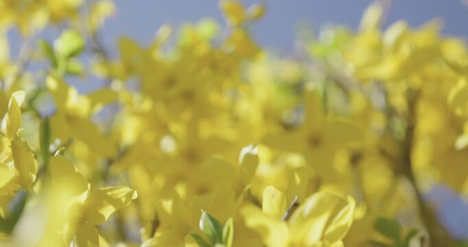 Fleur de printemps Forsythia 