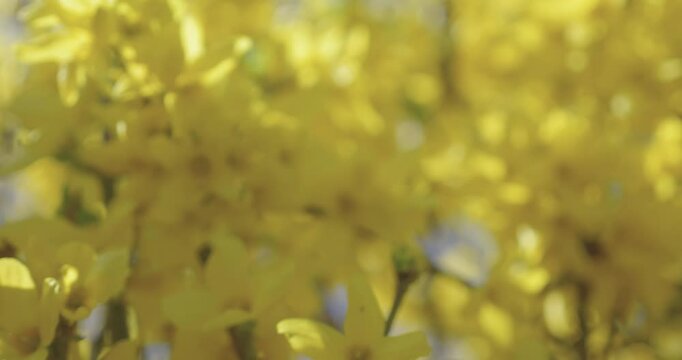 Fleur de printemps Forsythia 