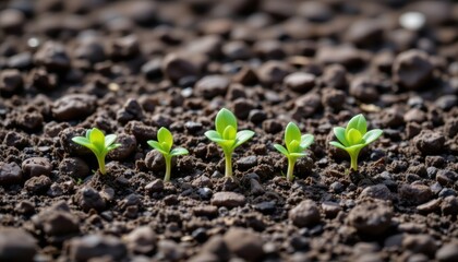 Sequence of Young Green Seedlings Growing from Dark Soil in a Natural Garden Setting