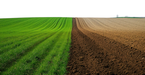 PNG Green and plowed field outdoors horizon nature.